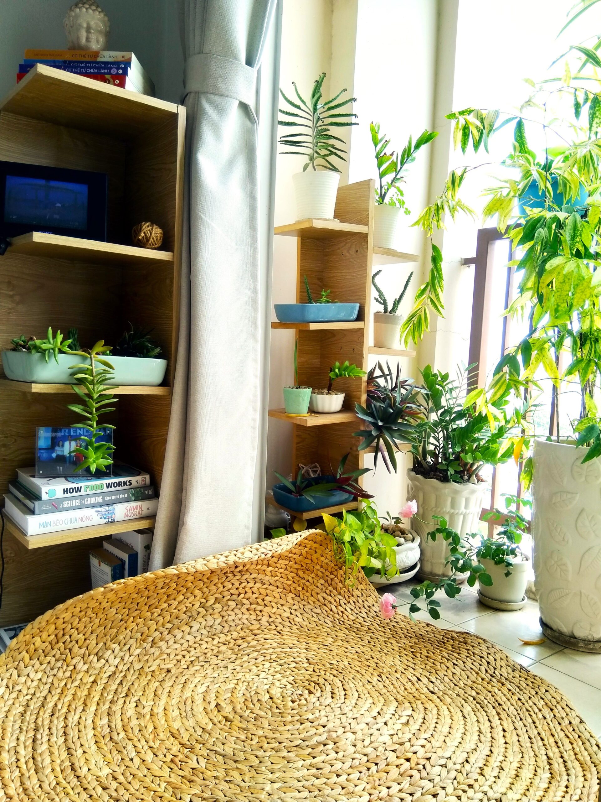 kệ cây cảnh môi trường sống tại nhà