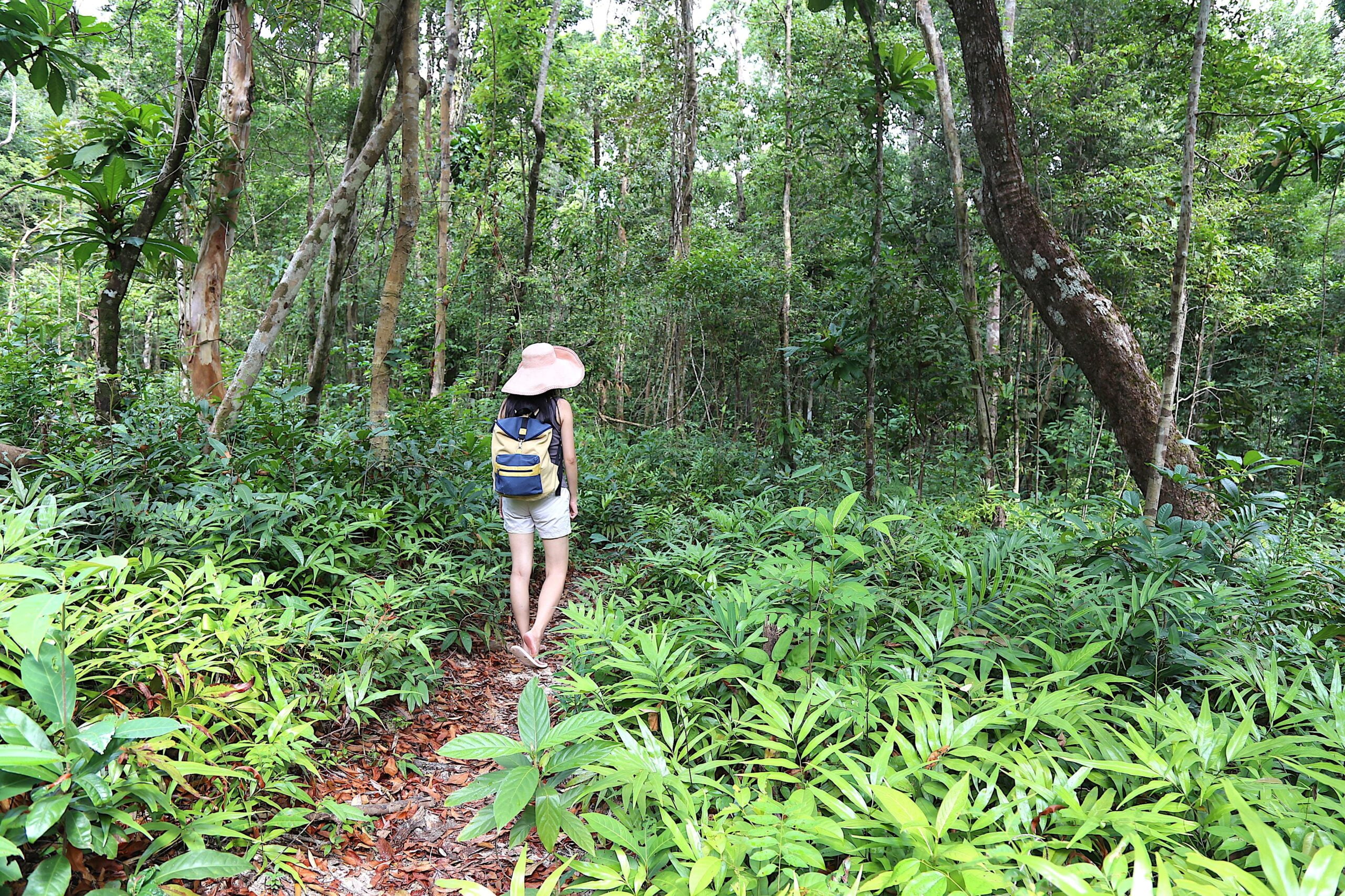 I am walking in the forest.